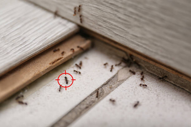 Best Termite Control Services  in Clinton, MO