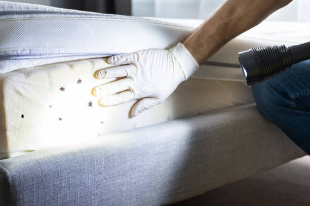 Best Emergency Pest Control  in Clinton, MO
